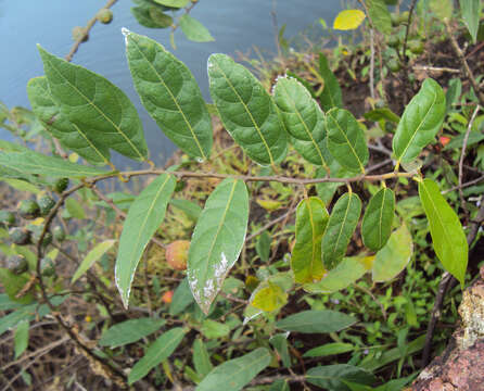 Image of Ficus heterophylla L. fil.