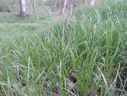 Image of quaking-grass sedge