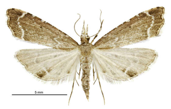 صورة Diplopseustis perieresalis Walker 1859