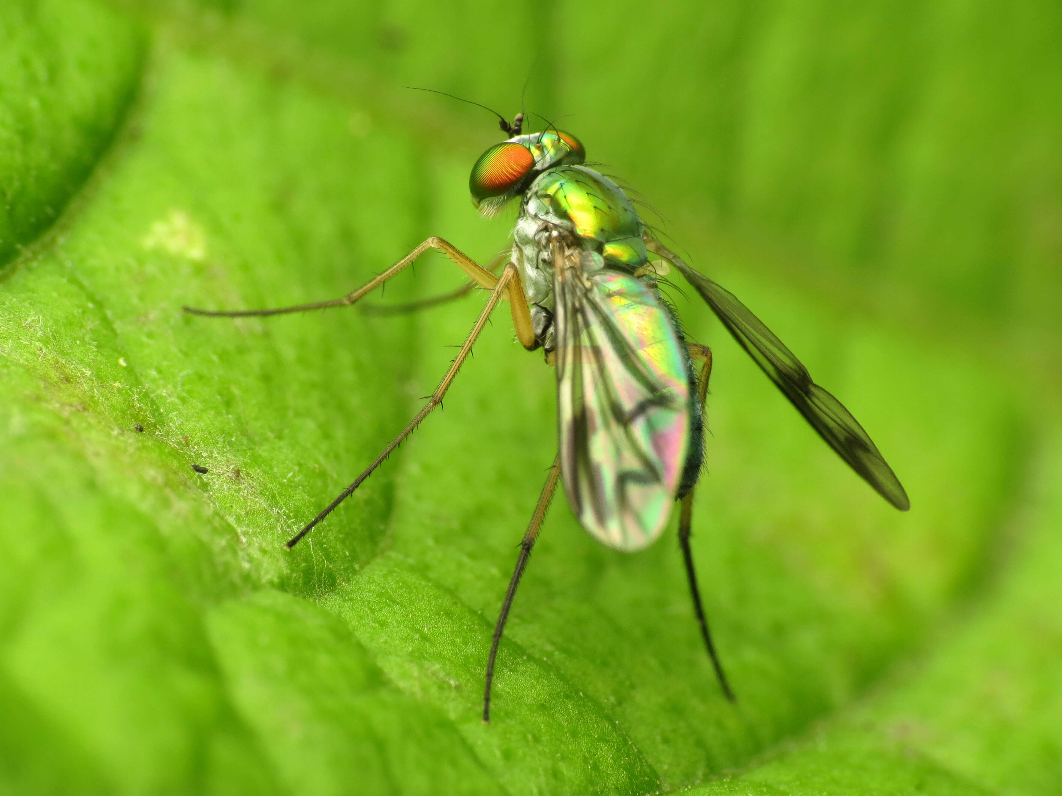 Image of Condylostylus sipho (Say 1823)