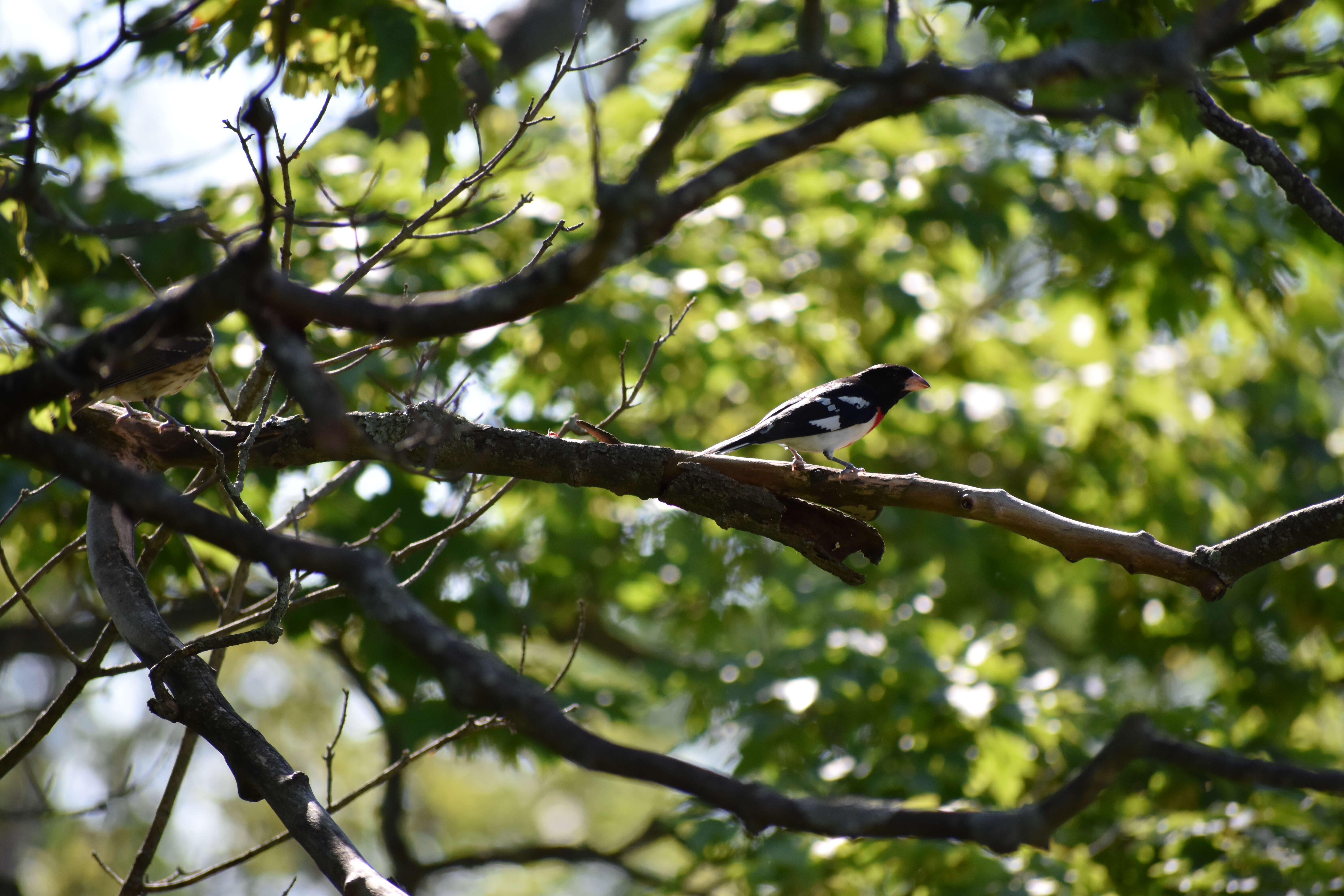 Image of Rose-breasted Grosbeak