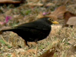 Image of Chinese Blackbird