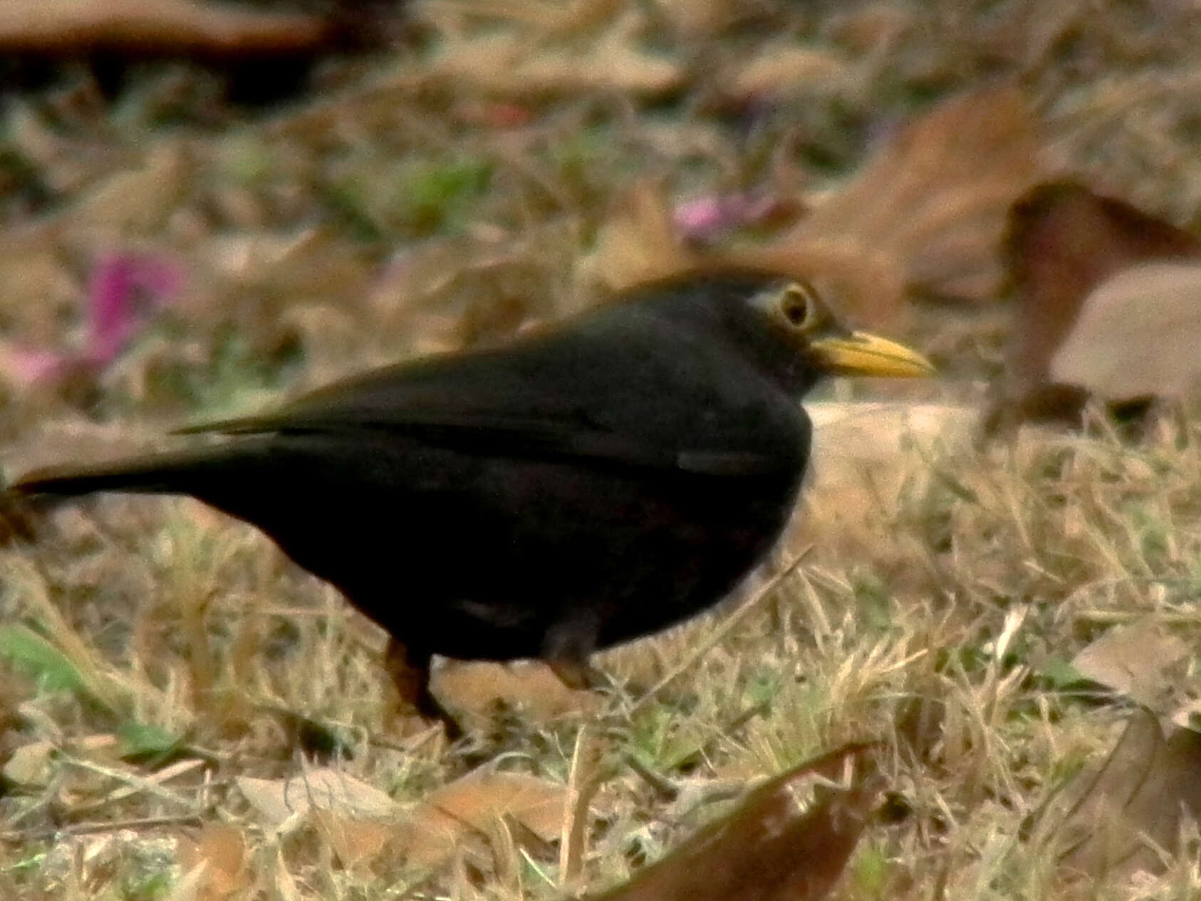 Image of Chinese Blackbird