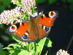 Image of Aglais io