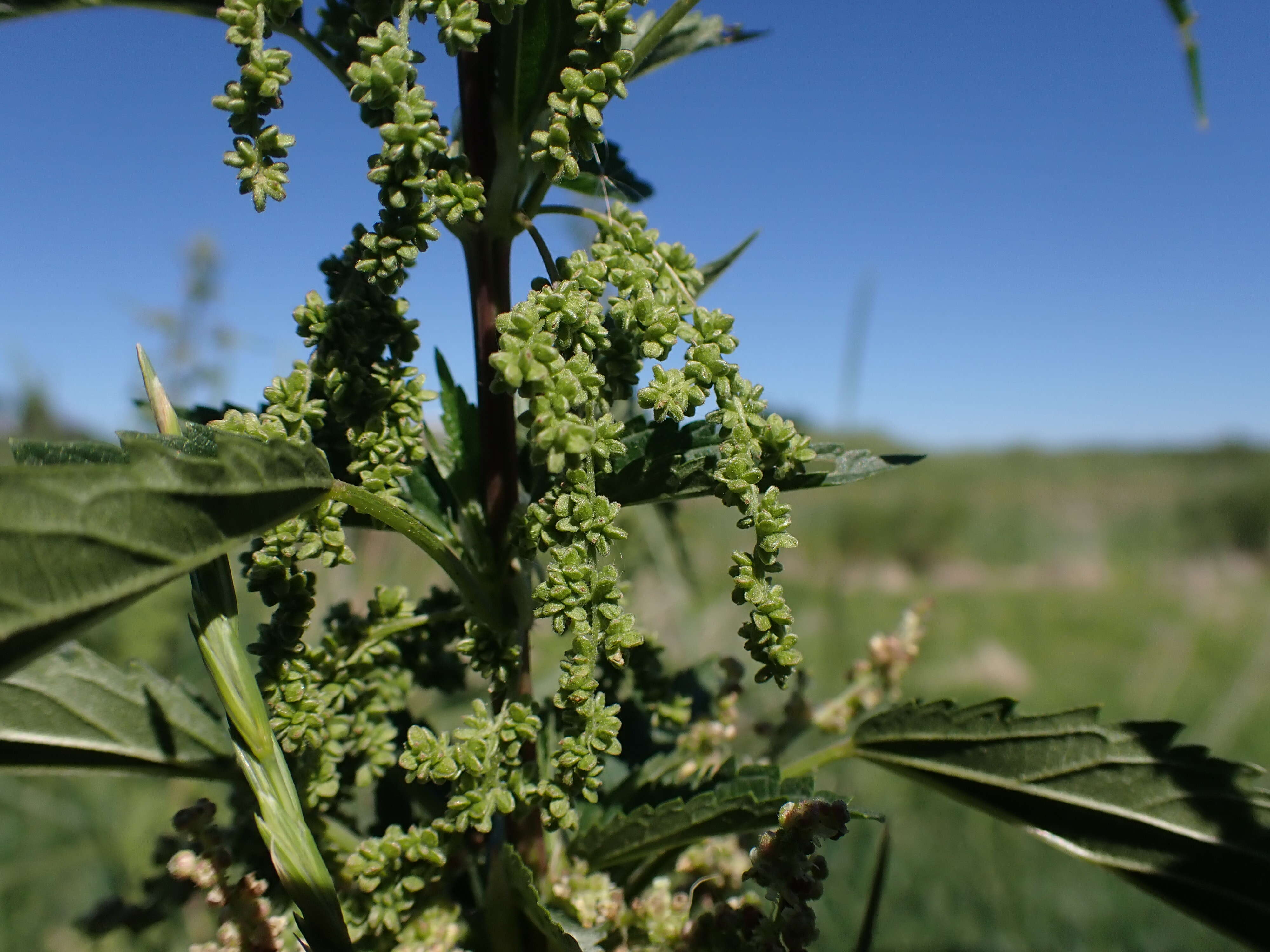 Слика од Urtica gracilis subsp. gracilis