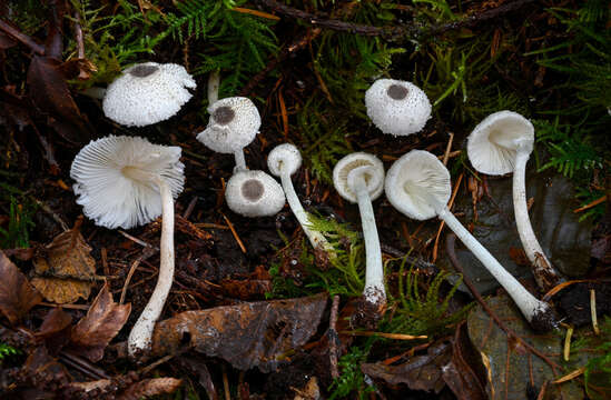 Image of Leucocoprinus brebissonii (Godey) Locq. 1943