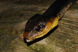 Image of Amazon False Fer-de-lance