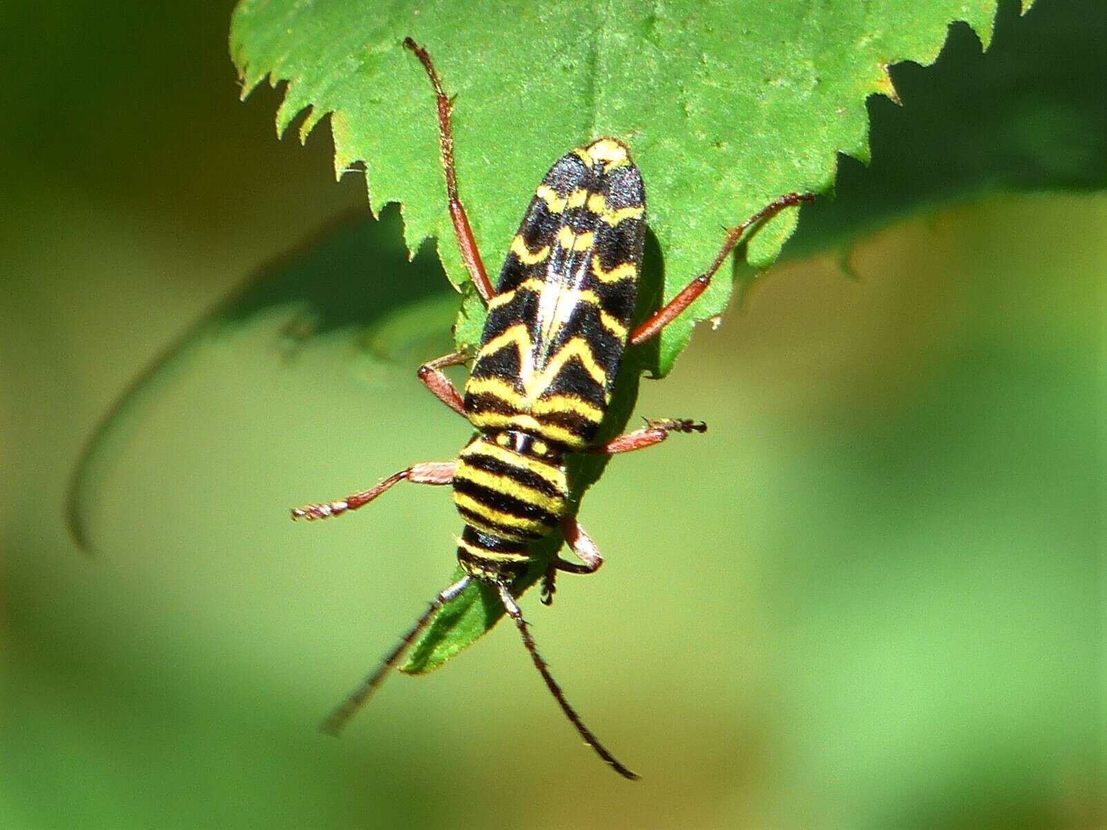 Image of Locust Borer