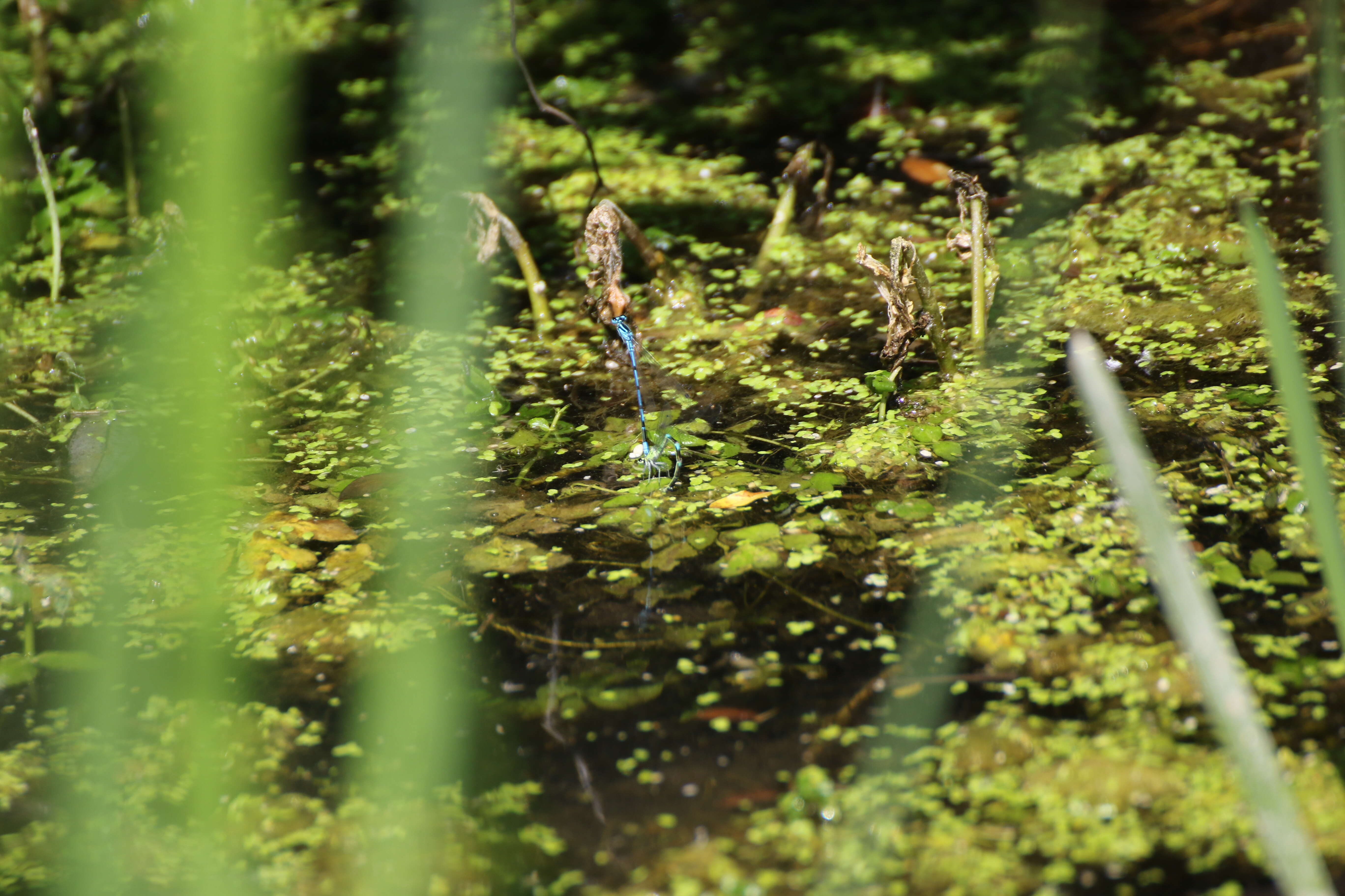 Image of Azure Bluet