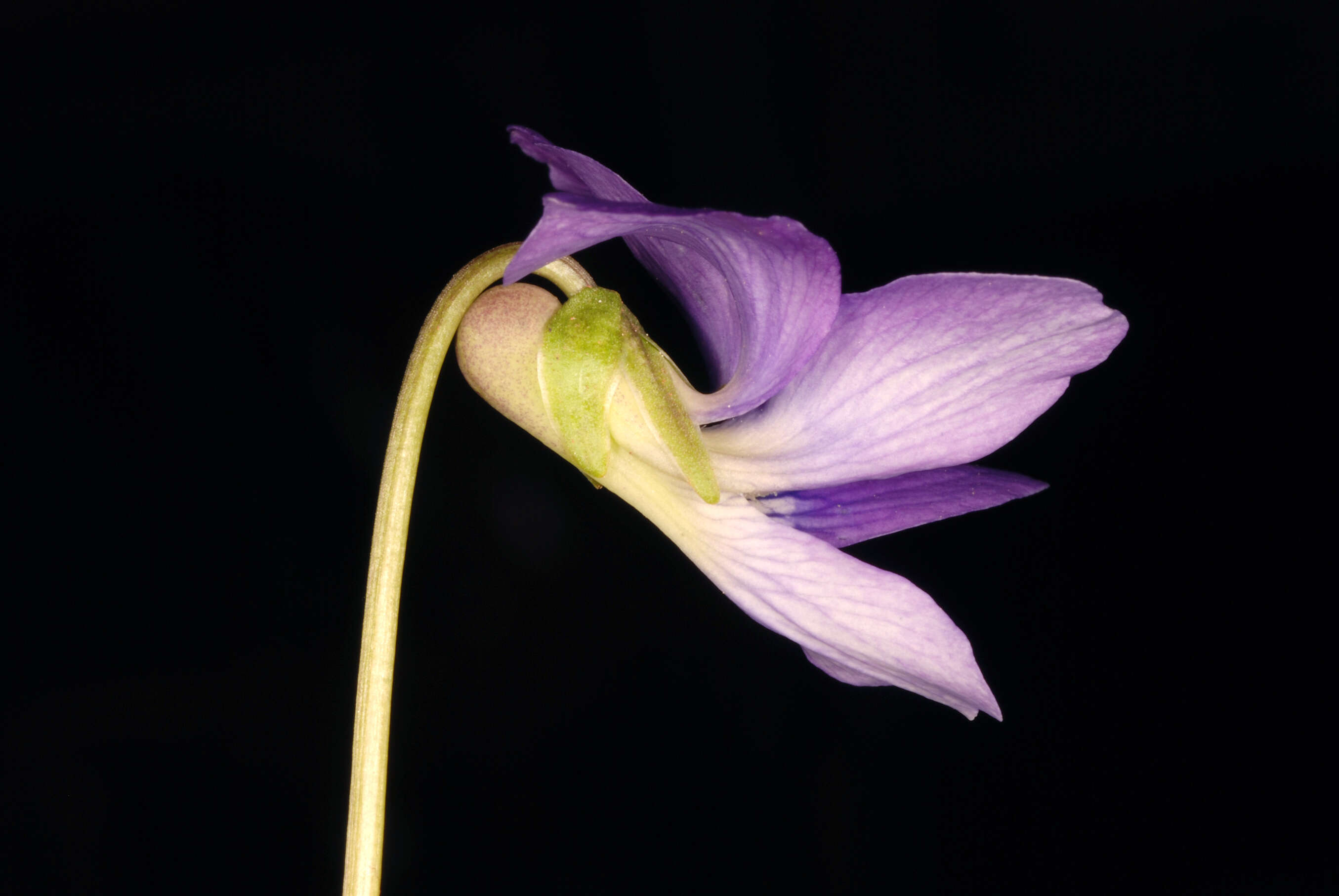 Image of common blue violet