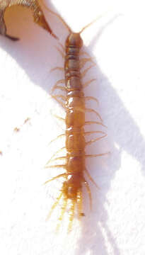 Image of Lithobius subgen. Sigibius Chamberlin 1913