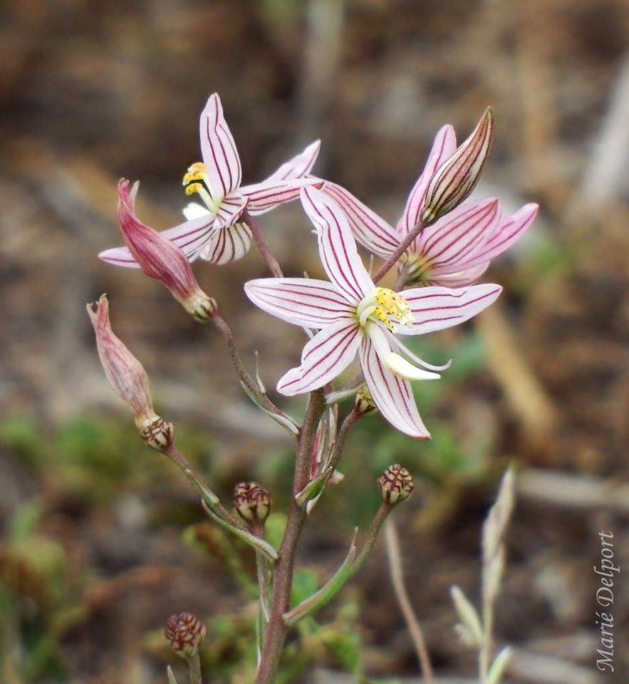 Image of Cyanella lutea L. fil.