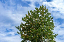 Image of Common Aspen