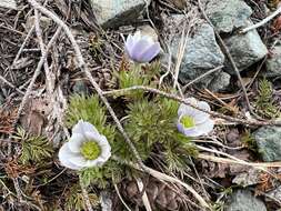 Anemone drummondii S. Wats. resmi