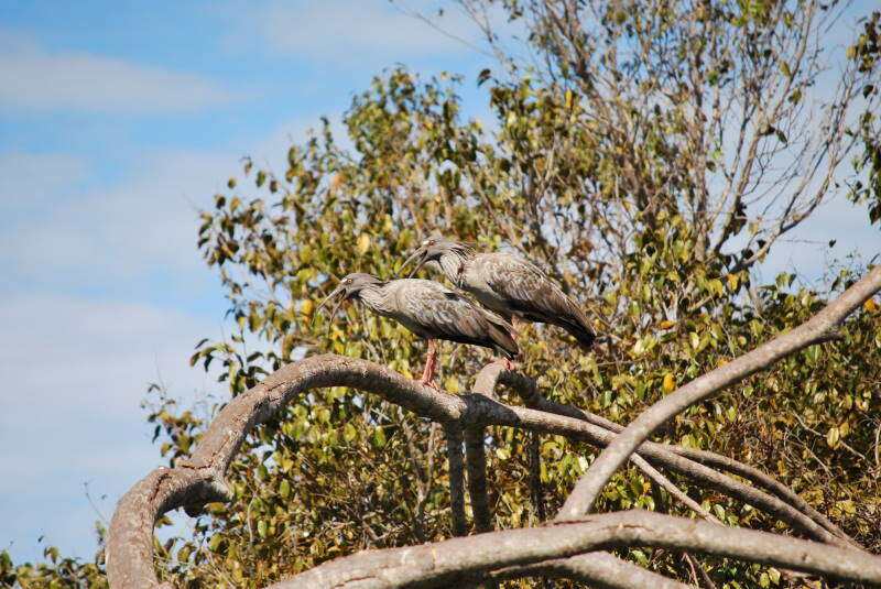 Image of Plumbeous Ibis