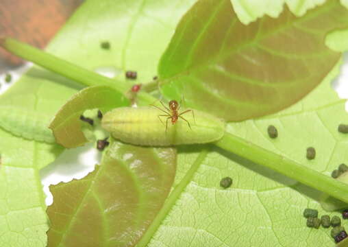 Слика од Xylia xylocarpa (Roxb.) Taub.