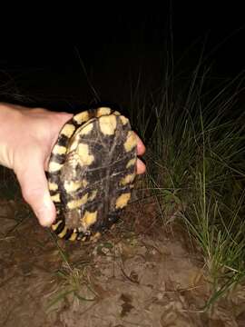 Image of Chaco Side-necked Turtle