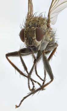 Image of root-maggot flies