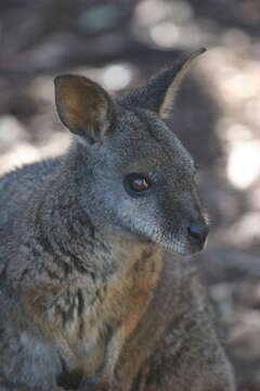 Imagem de Macropus eugenii (Desmarest 1817)