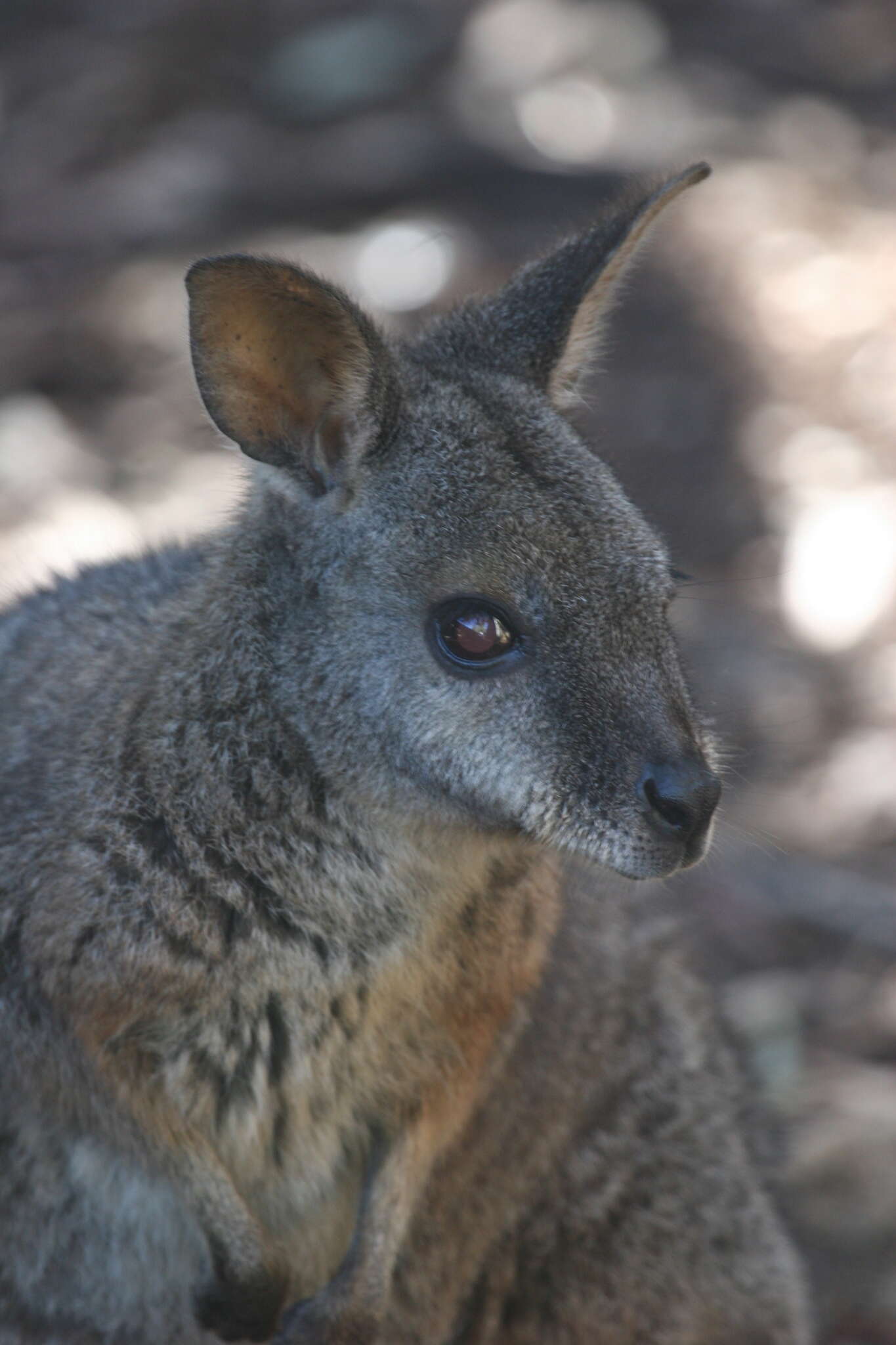 Image of Dama Wallaby