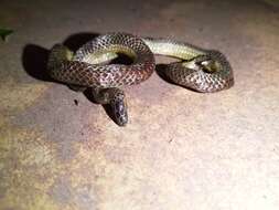 Image of Travancore Hills Thorntail Snake