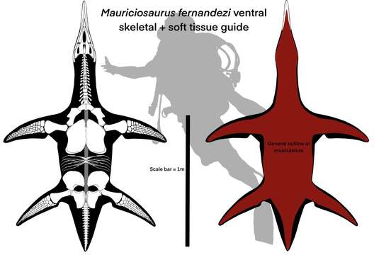 Image of Mauriciosaurus