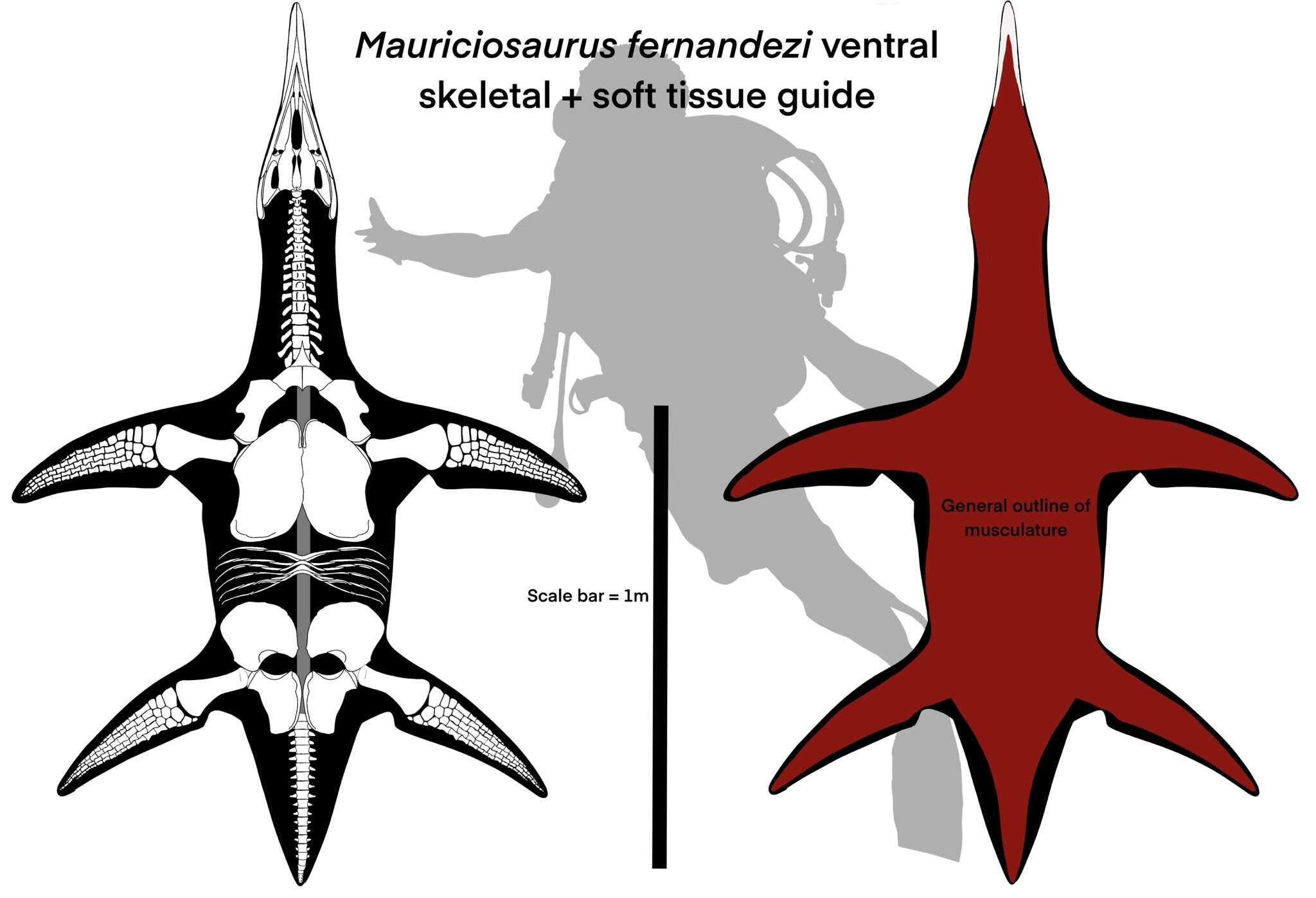 Image of Mauriciosaurus