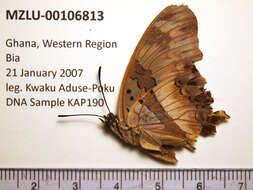 Imagem de Charaxes anticlea Drury 1782