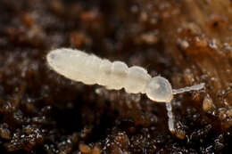 Image of Springtail