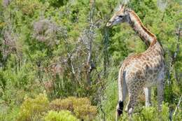 Plancia ëd Giraffa camelopardalis (Linnaeus 1758)