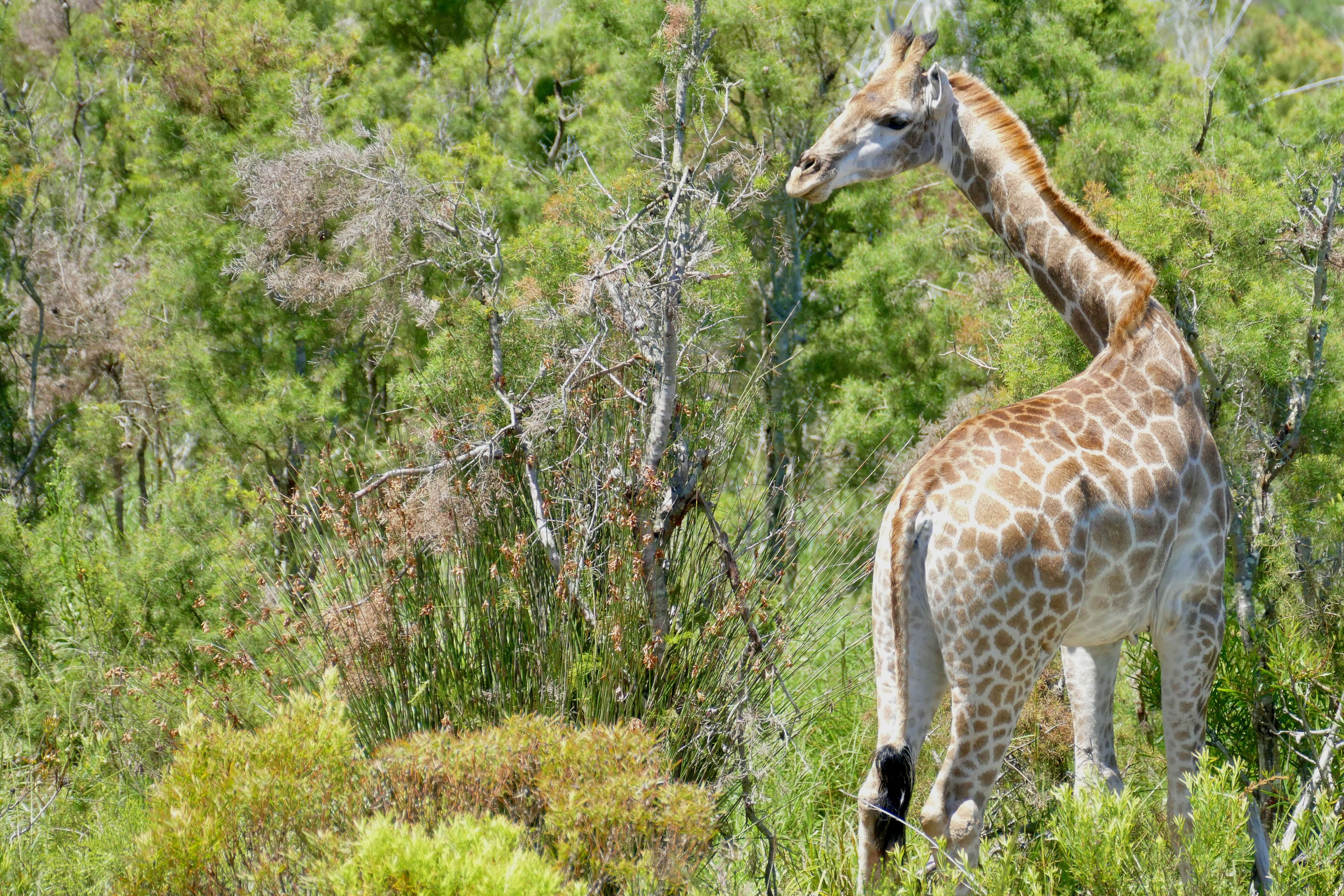 Image of Giraffe