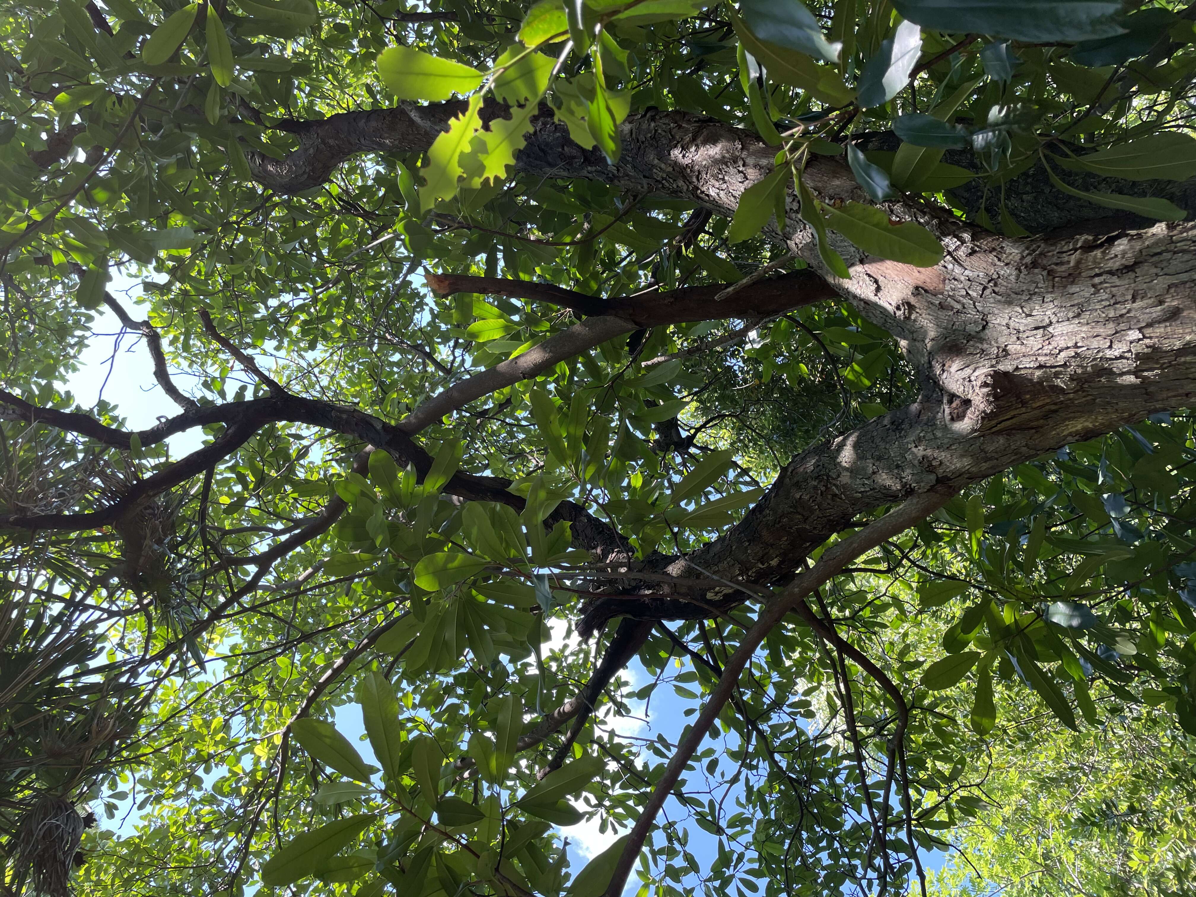 Image of Japanese photinia