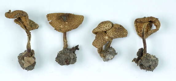 Lepiota helveola Bres. 1882 resmi