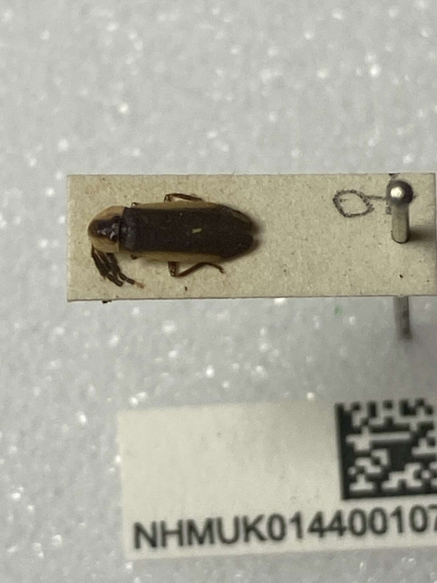 Image of Photinus