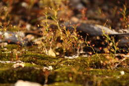 Image de Drosera erythrogyne N. Marchant & Lowrie