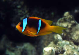 Image of Clownfish