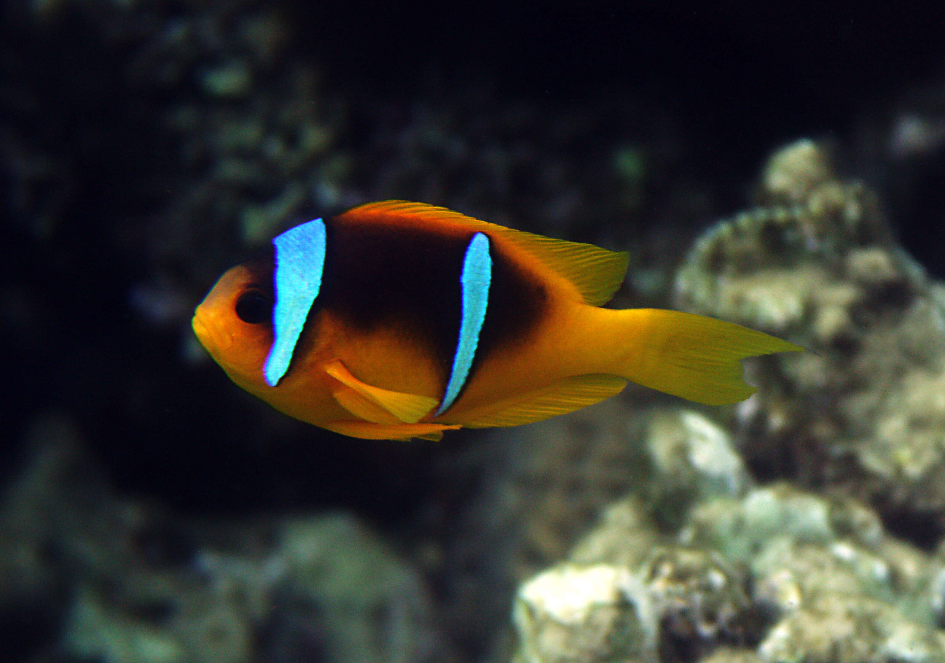 Image of Clownfish