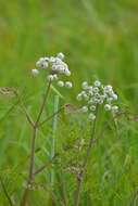 Image of European Waterhemlock