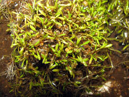 Imagem de Glossostigma cleistanthum W. R. Barker