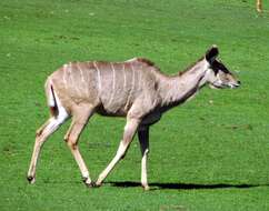 Image of Greater Kudu