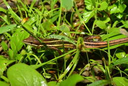 Takydromus viridipunctatus Lue & Lin 2008 resmi