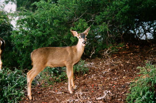 Image of Columbian black-tailed deer