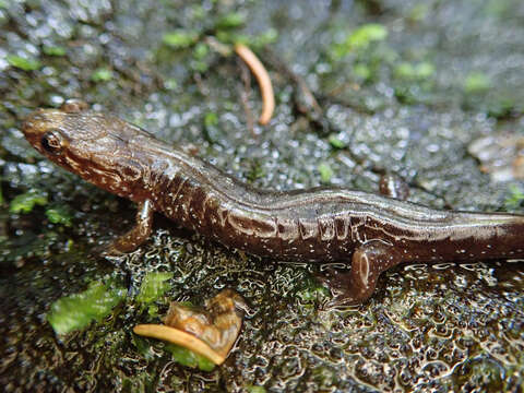 Image of Carolina mountain dusky salamander