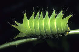 Image of African Luna moth