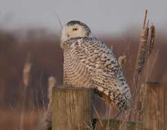 Image of Snowy Owl