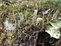 Image of cup lichen