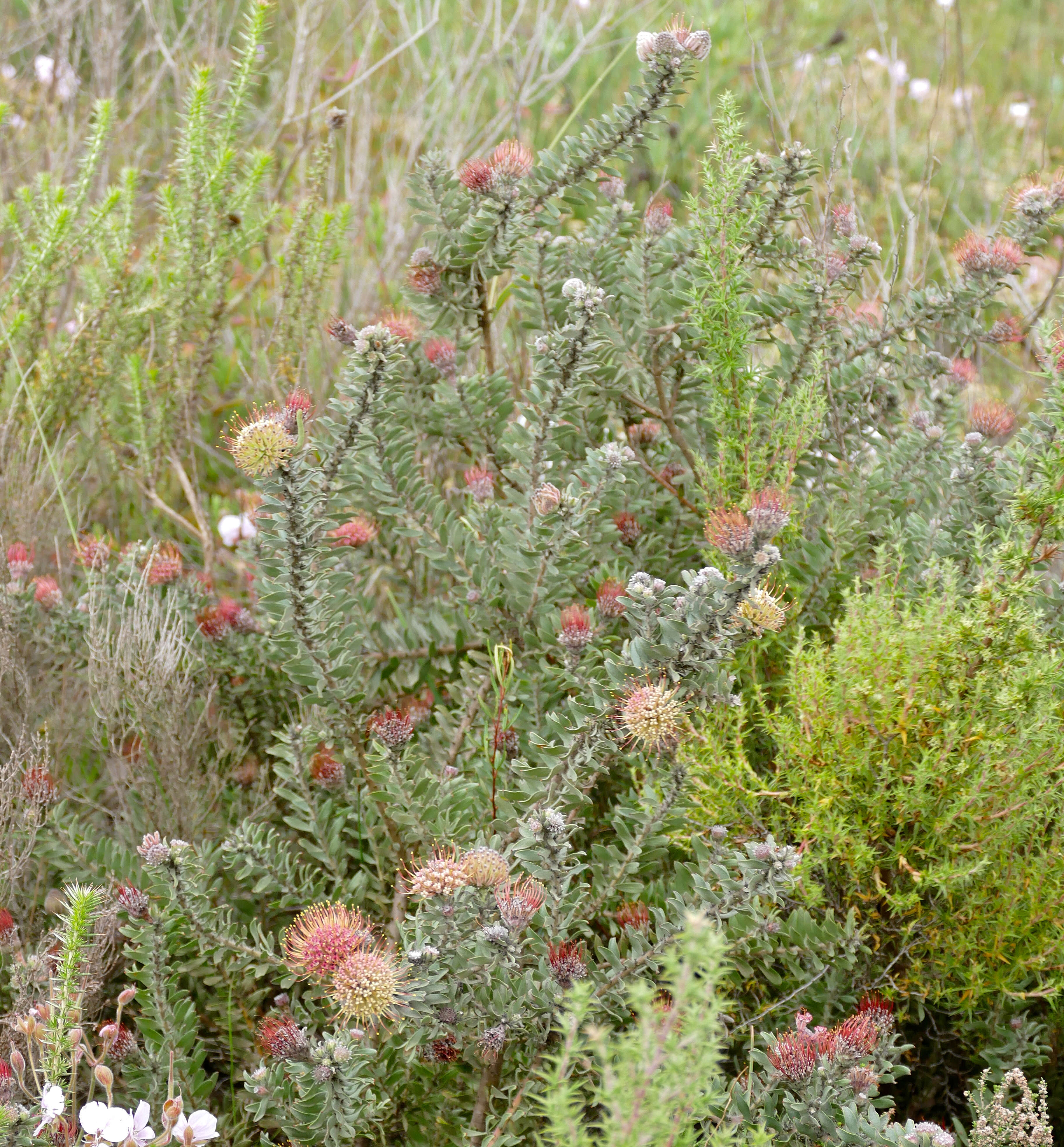 Imagem de Leucospermum calligerum (Salisb. ex Knight) Rourke