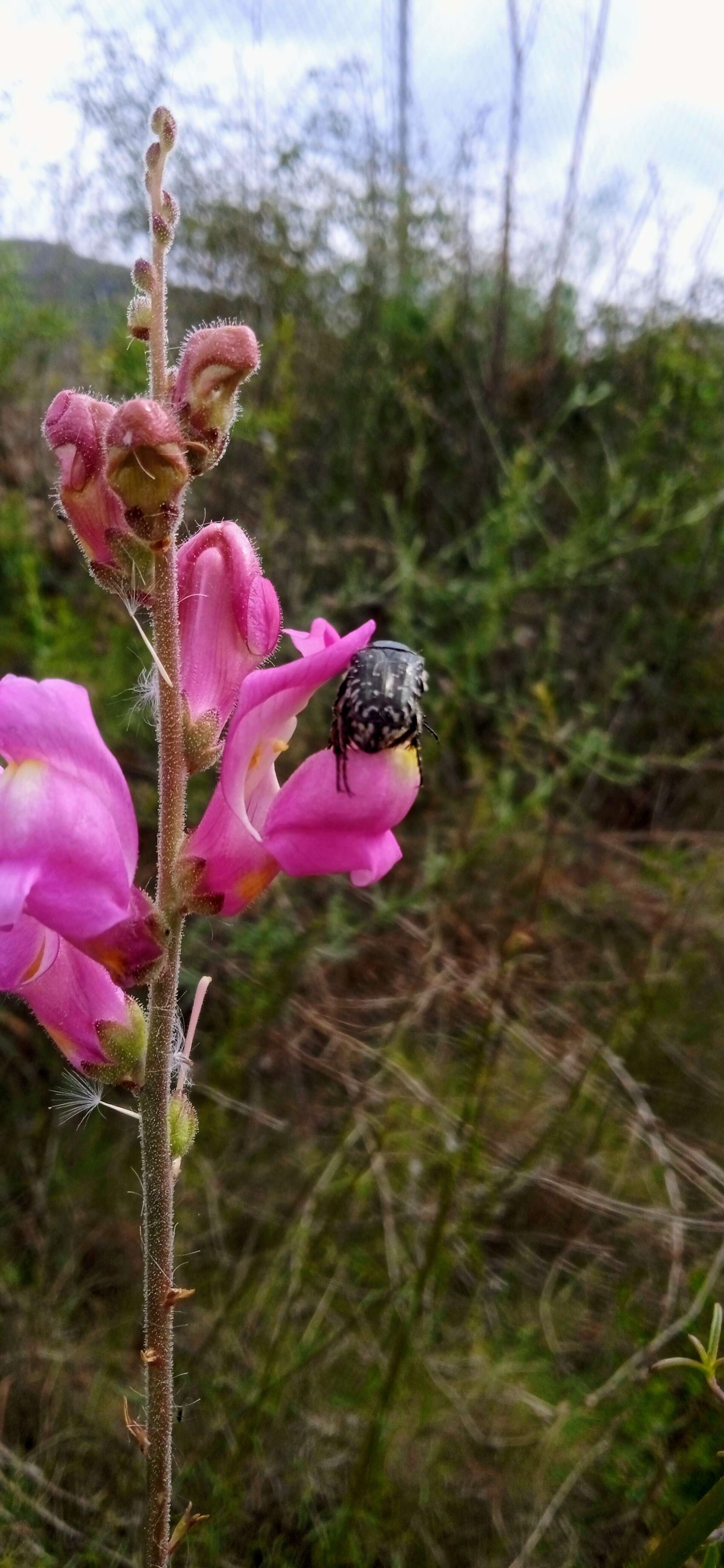 Image of garden snapdragon