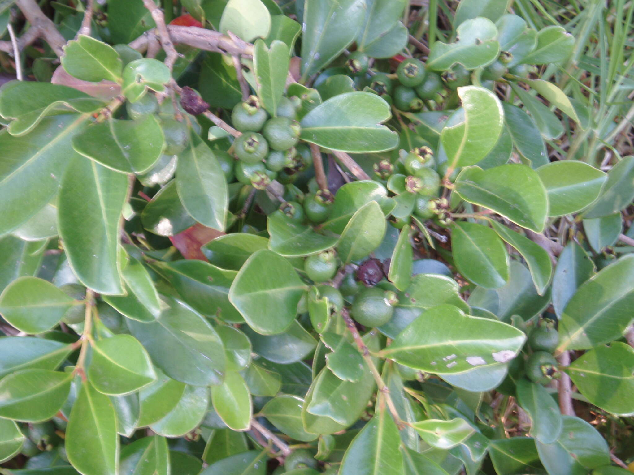 Image of Psidium cattleyanum