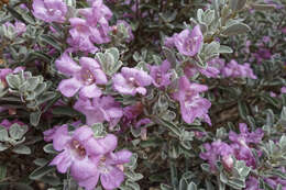 Imagem de Leucophyllum frutescens (Berl.) I. M. Johnston